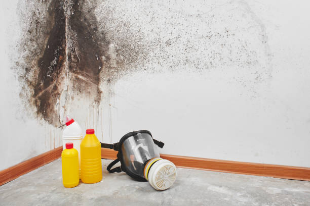 Best Emergency Mold Removal  in Walkerton, IN