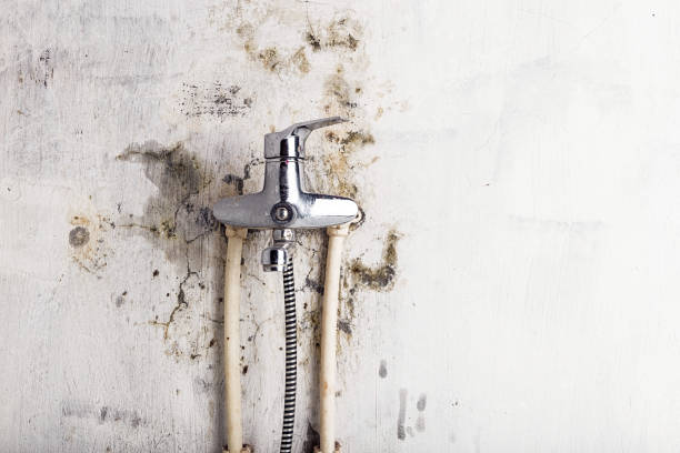 Best Mold Cleaning Services  in Walkerton, IN