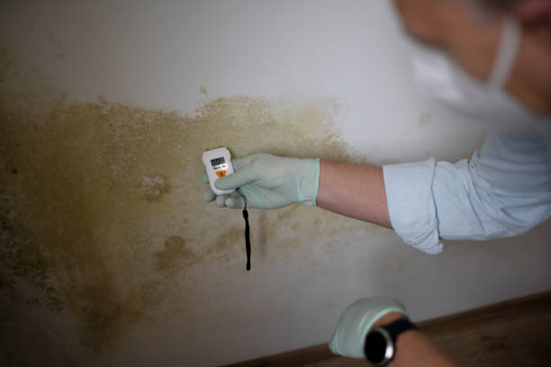 Best Local Mold Removal Service  in Walkerton, IN