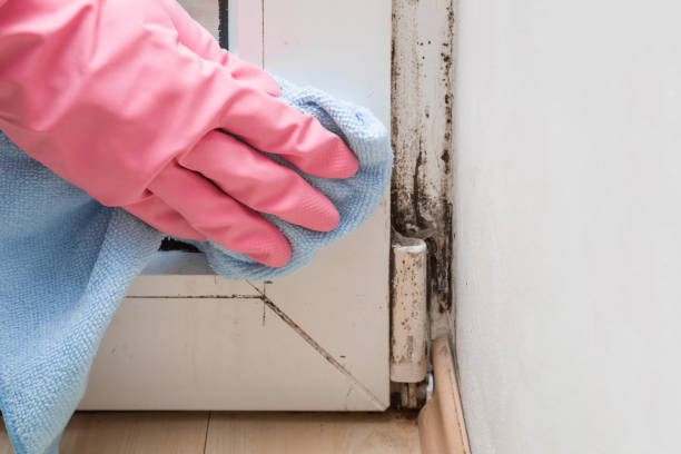 Best Residential Mold Removal  in Walkerton, IN