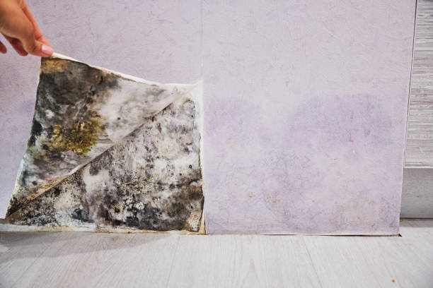 Home Mold Removal in Walkerton, IN